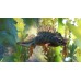 動物園之星：濕地動物套件 中文數位版DLC(Planet Zoo: Wetlands Animal Pack)